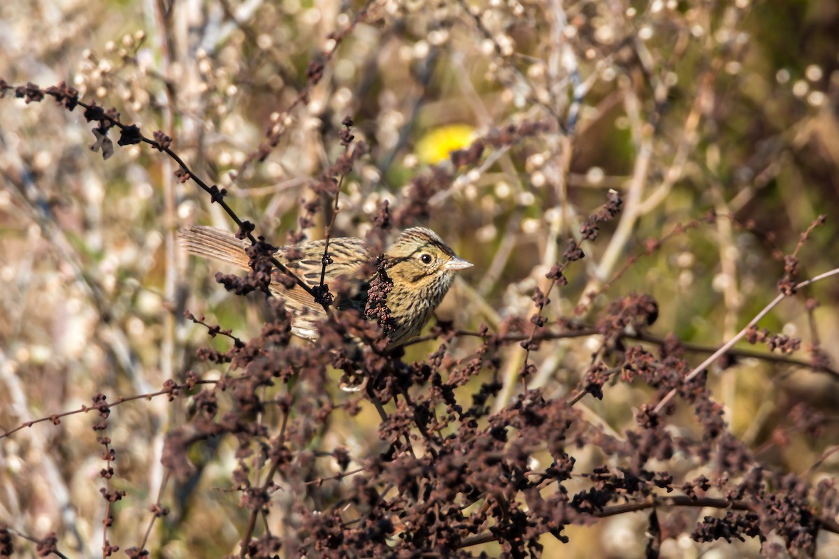 Lincoln's Sparrow - ML620518473