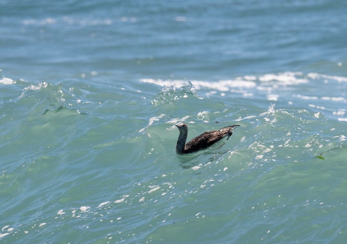 Red-throated Loon - ML620518475