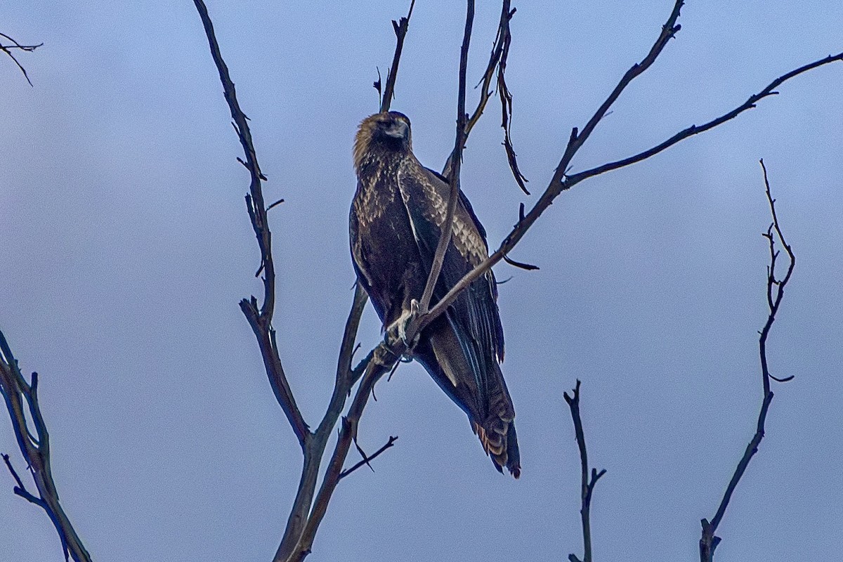 Wedge-tailed Eagle - ML620518477