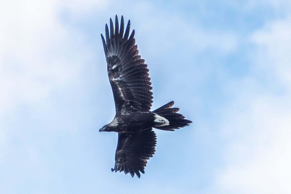 Wedge-tailed Eagle - ML620518478