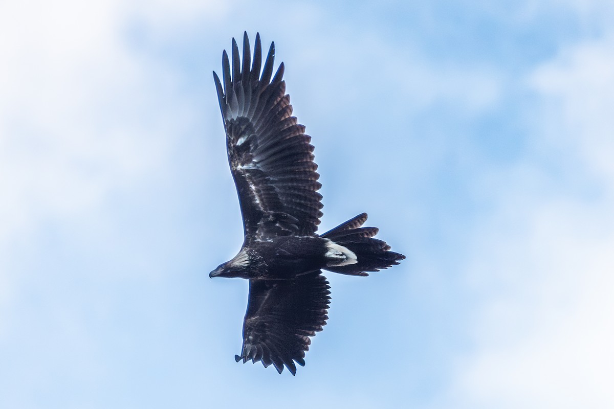 Águila Audaz - ML620518478