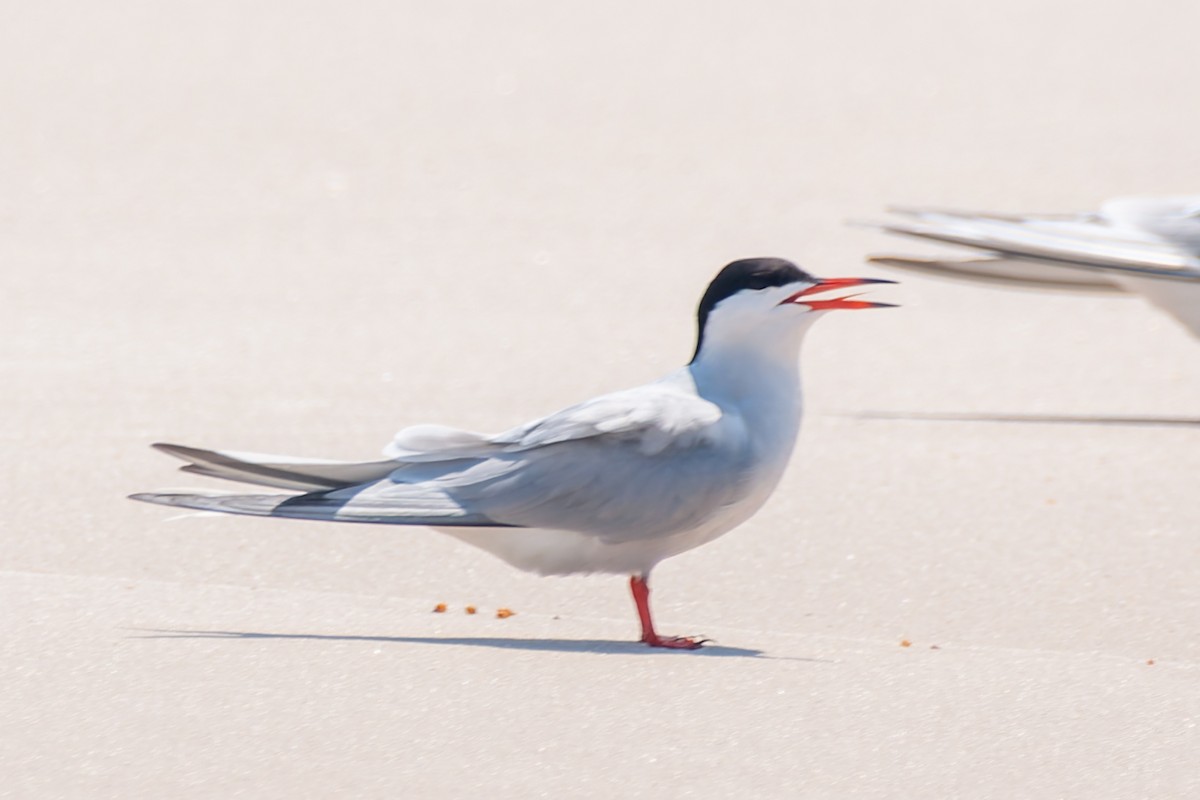 Common Tern - ML620518483