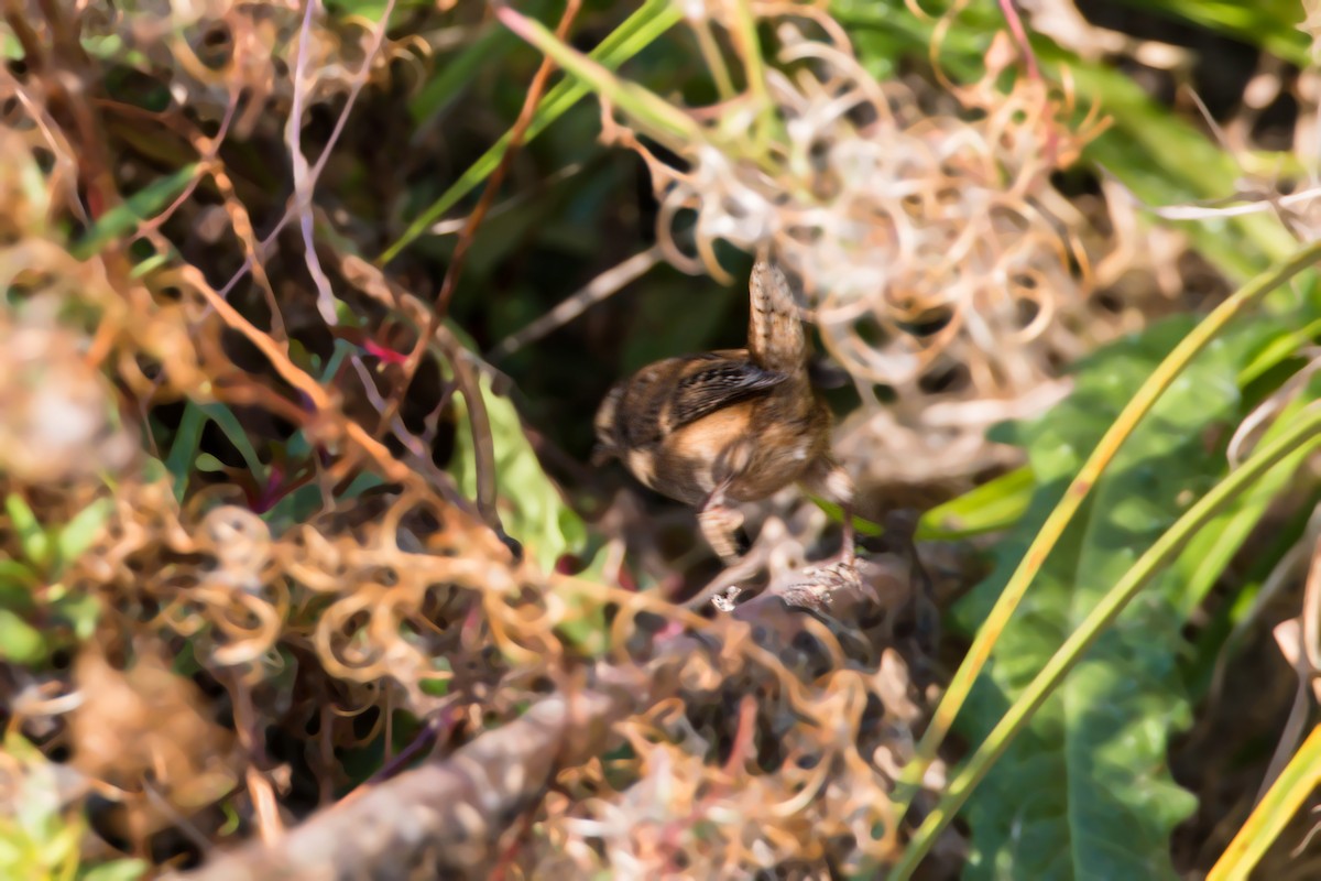 Marsh Wren - ML620518484