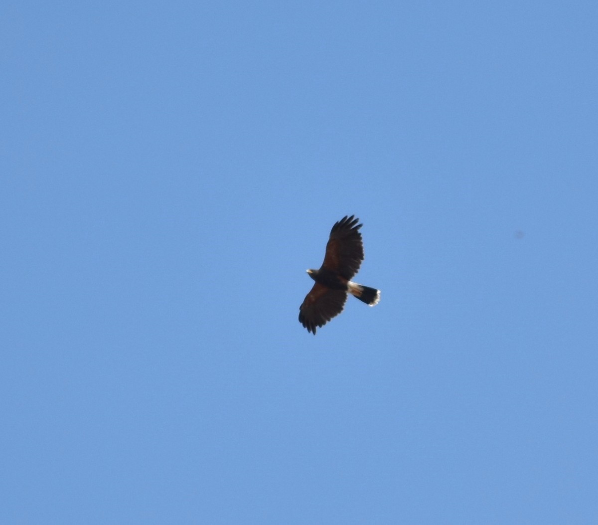 Harris's Hawk - ML620518486