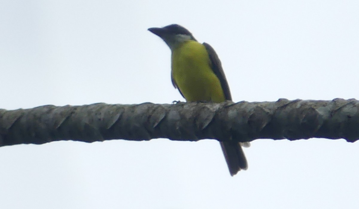 Boat-billed Flycatcher - ML620518489