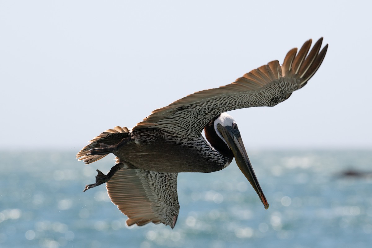 Brown Pelican - ML620518490