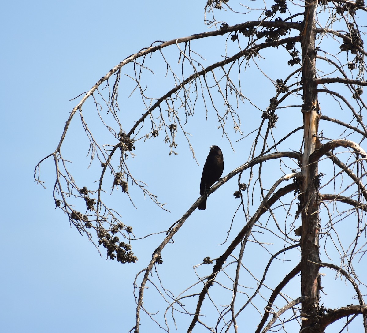 Bronzed Cowbird - ML620518492