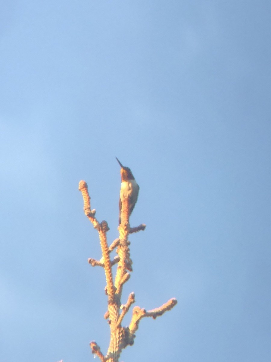 Broad-tailed Hummingbird - ML620518496