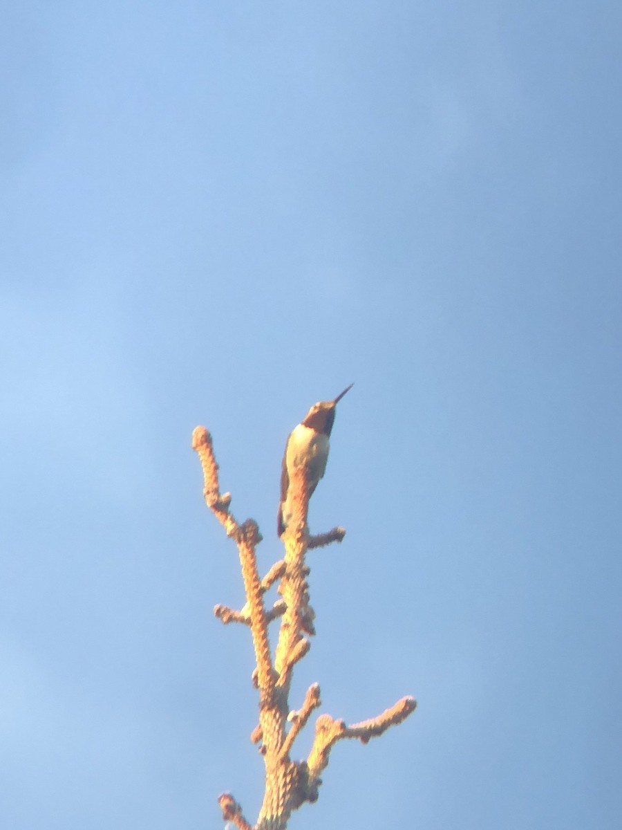 Broad-tailed Hummingbird - ML620518497