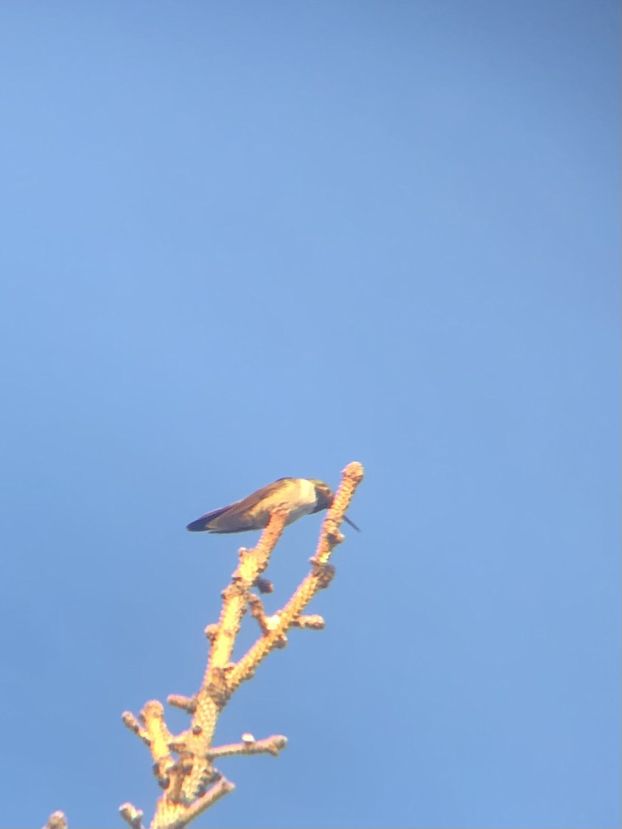 Broad-tailed Hummingbird - ML620518498