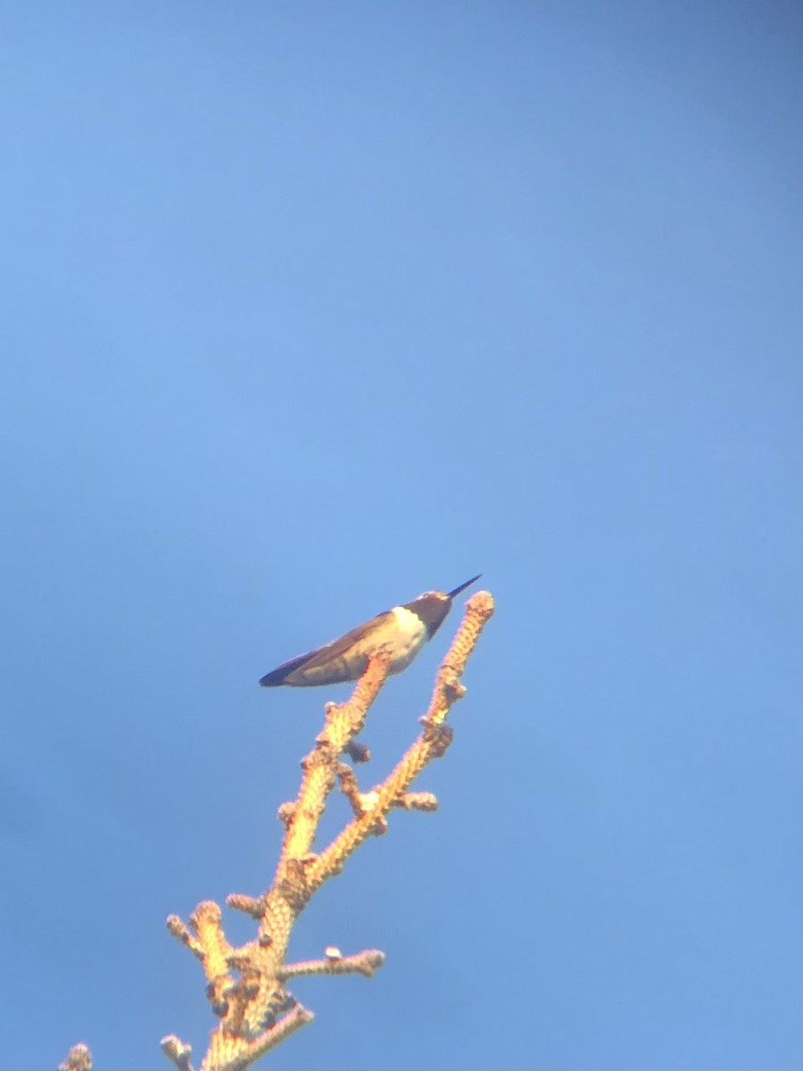 Broad-tailed Hummingbird - ML620518499