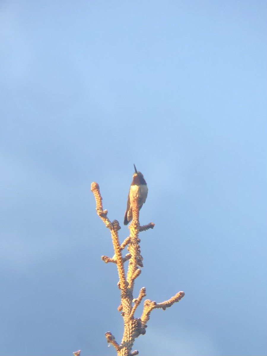 Broad-tailed Hummingbird - ML620518500