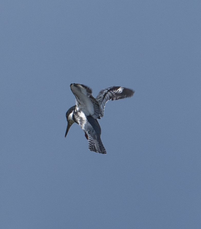 Belted Kingfisher - ML620518502