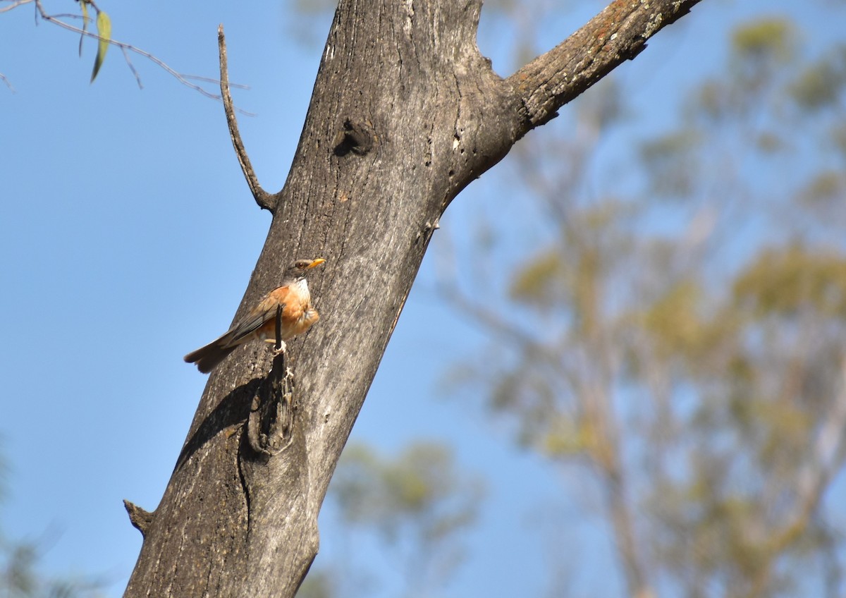 Rufous-backed Robin - ML620518503