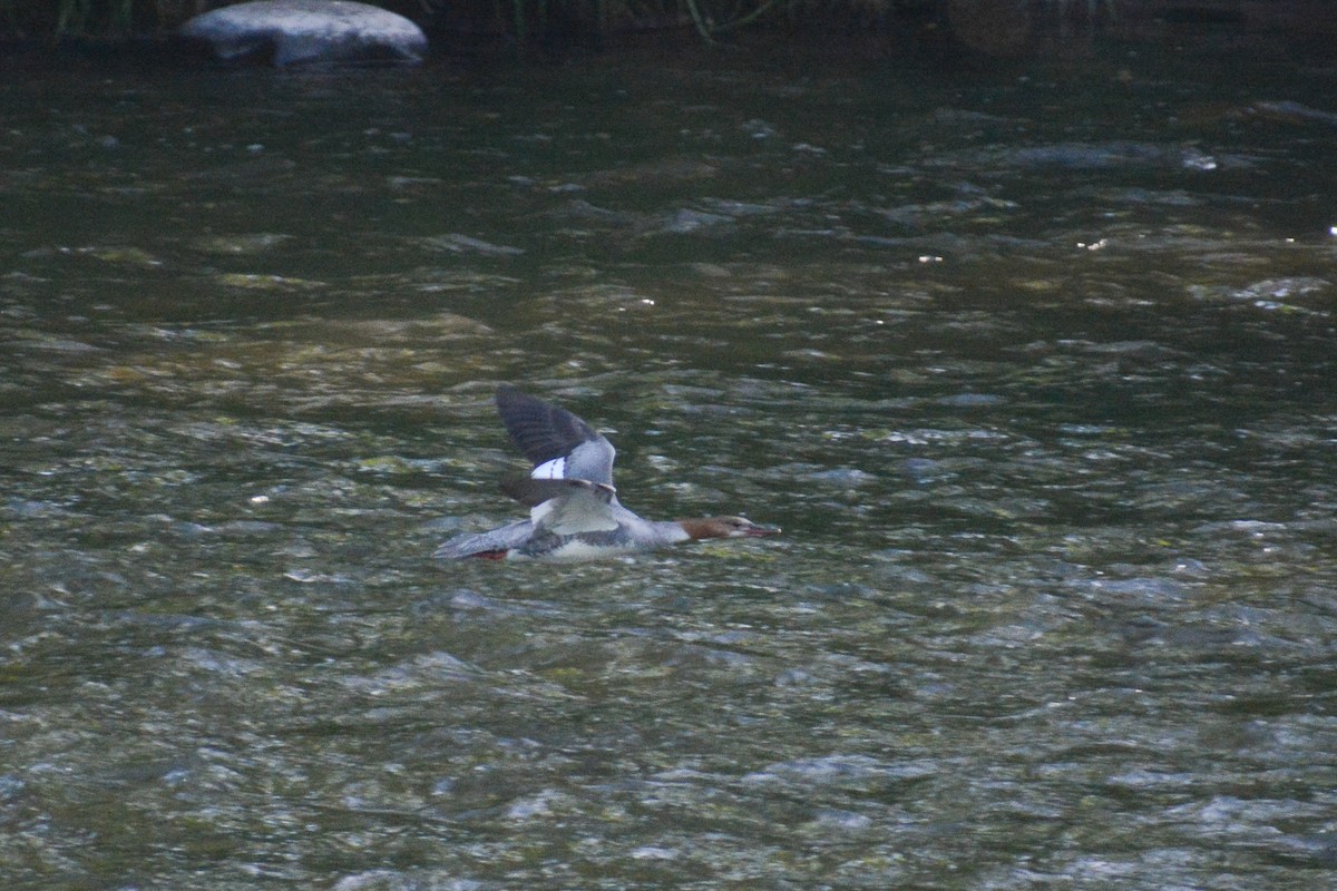 Common Merganser (North American) - ML620518504