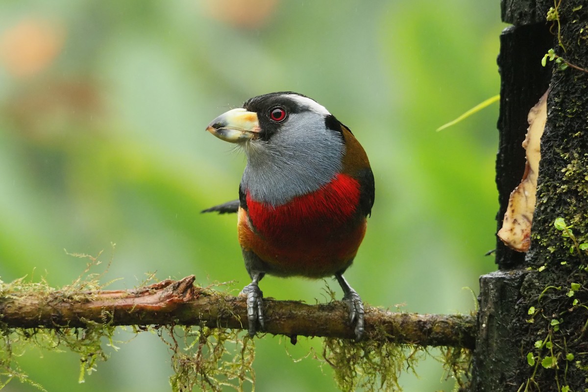 Toucan Barbet - ML620518509