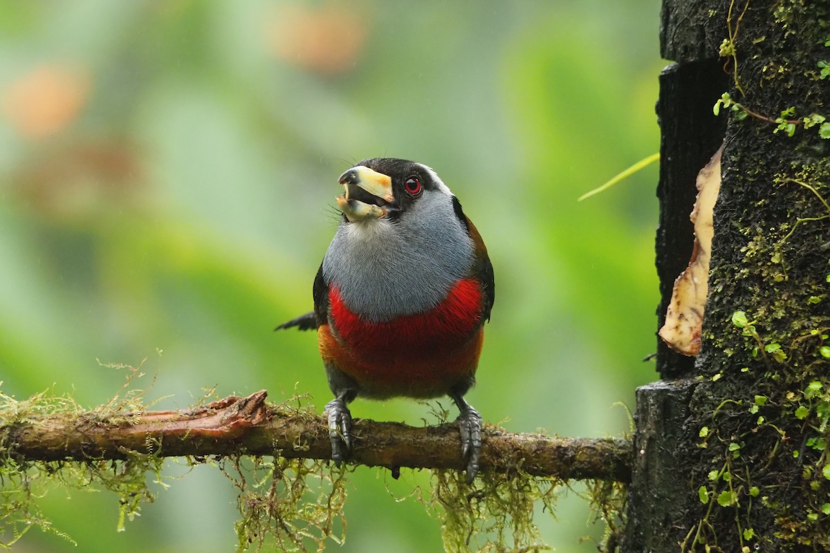 Toucan Barbet - ML620518510