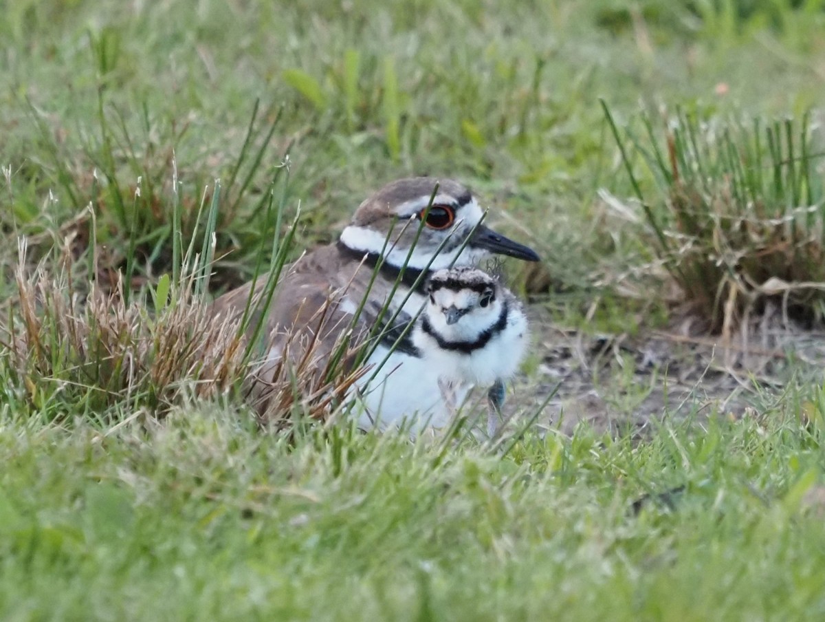 Killdeer - ML620518511