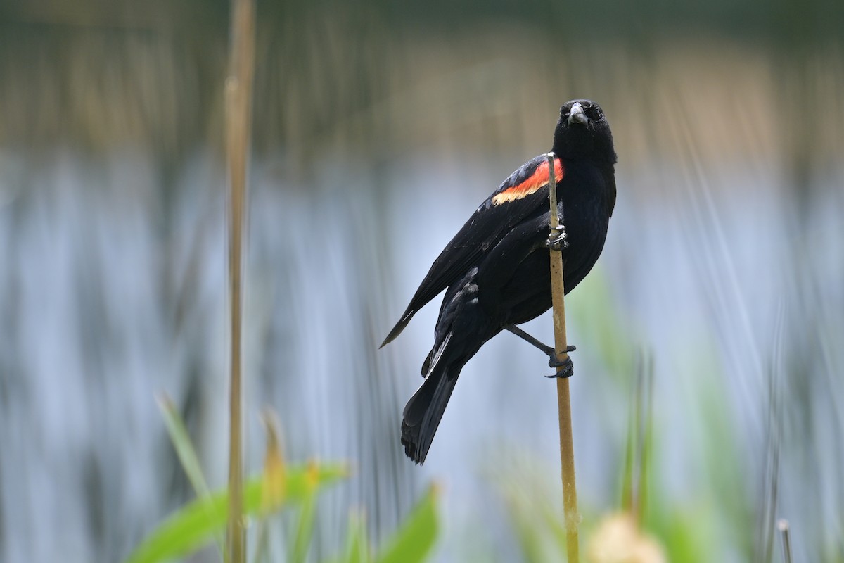 Red-winged Blackbird - ML620518515