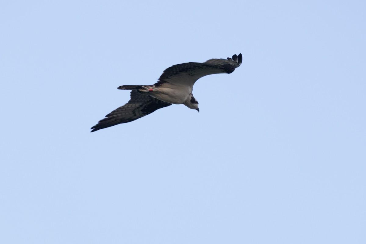 Águila Pescadora - ML620518519