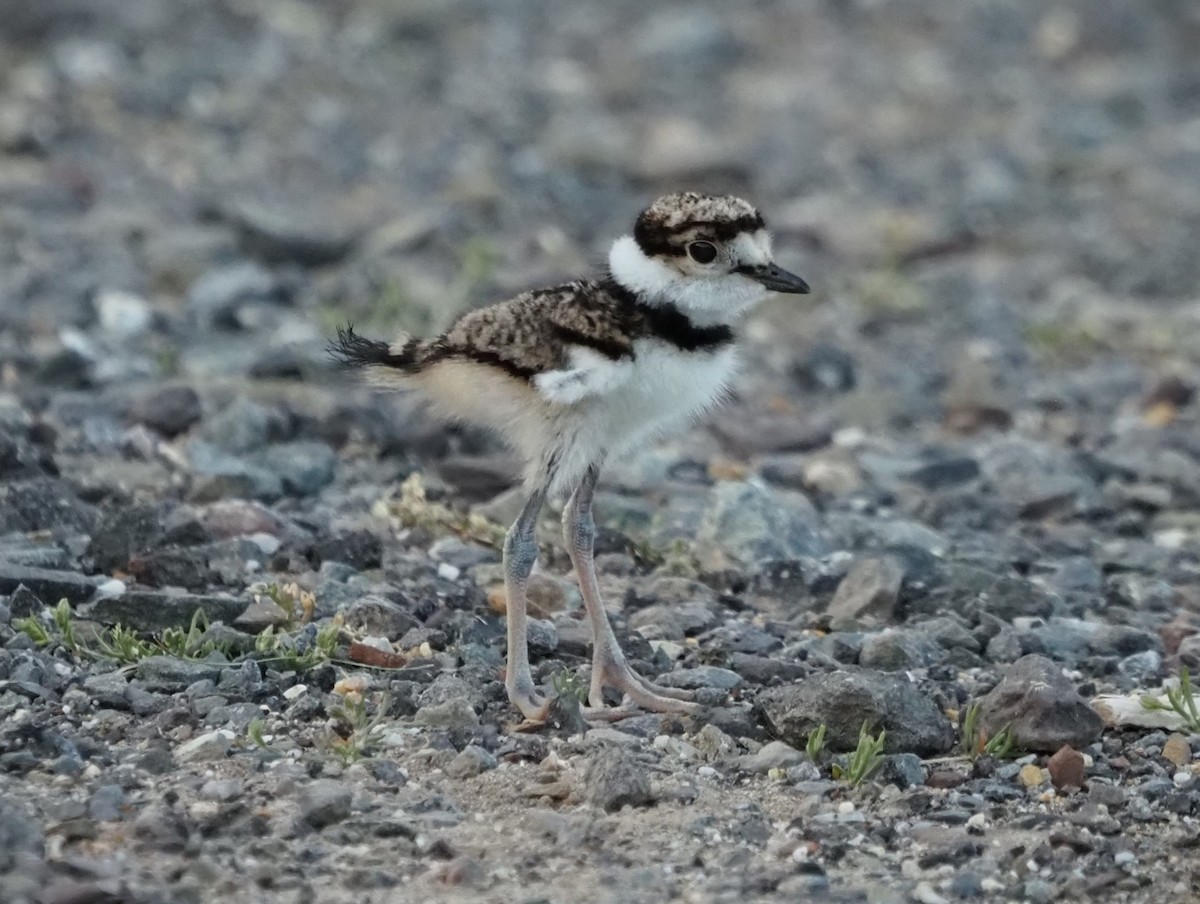 Killdeer - ML620518521