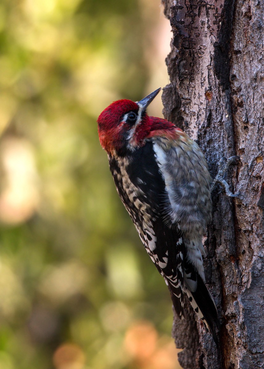 Red-naped x Red-breasted Sapsucker (hybrid) - ML620518523