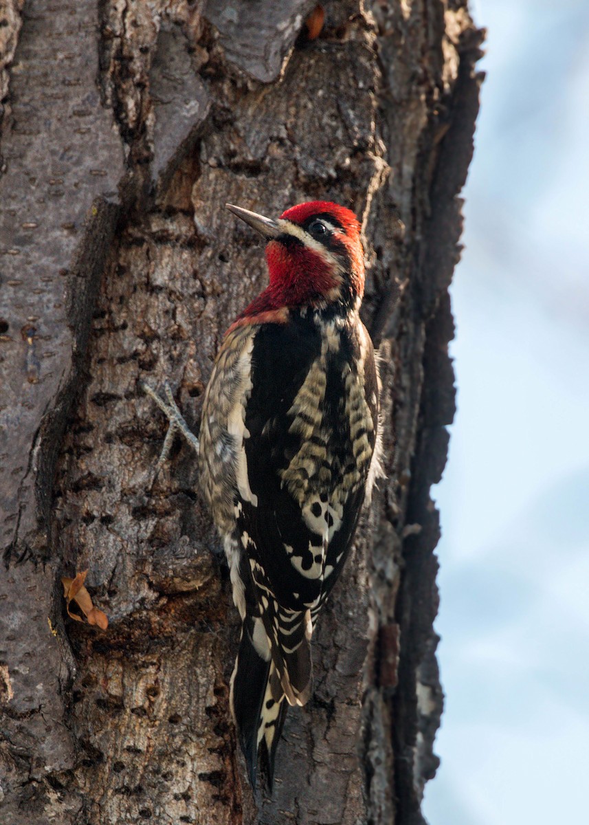 Red-naped x Red-breasted Sapsucker (hybrid) - ML620518524