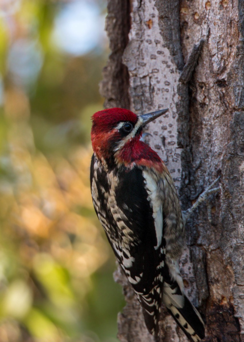 Red-naped x Red-breasted Sapsucker (hybrid) - ML620518525