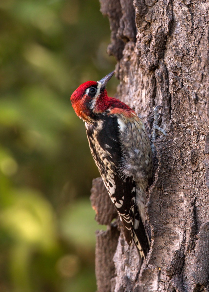 Red-naped x Red-breasted Sapsucker (hybrid) - ML620518526