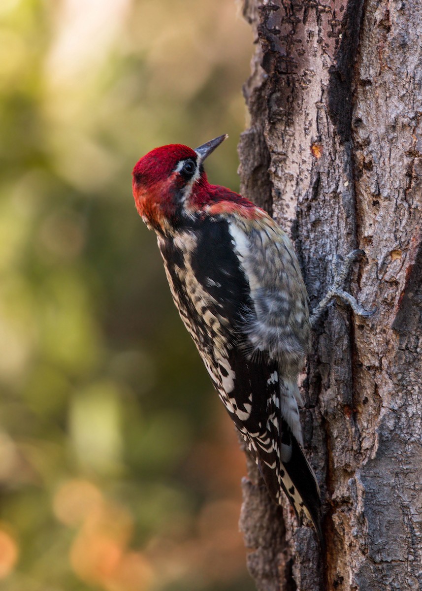 Red-naped x Red-breasted Sapsucker (hybrid) - ML620518527