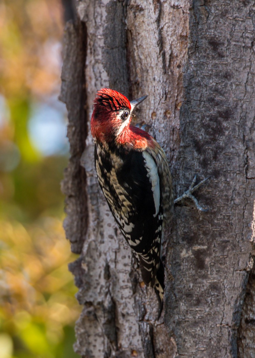 Red-naped x Red-breasted Sapsucker (hybrid) - ML620518528