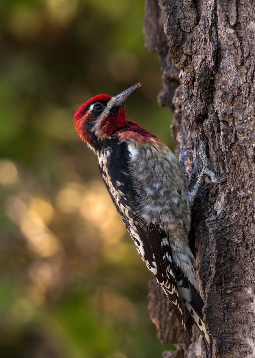 Red-naped x Red-breasted Sapsucker (hybrid) - ML620518530