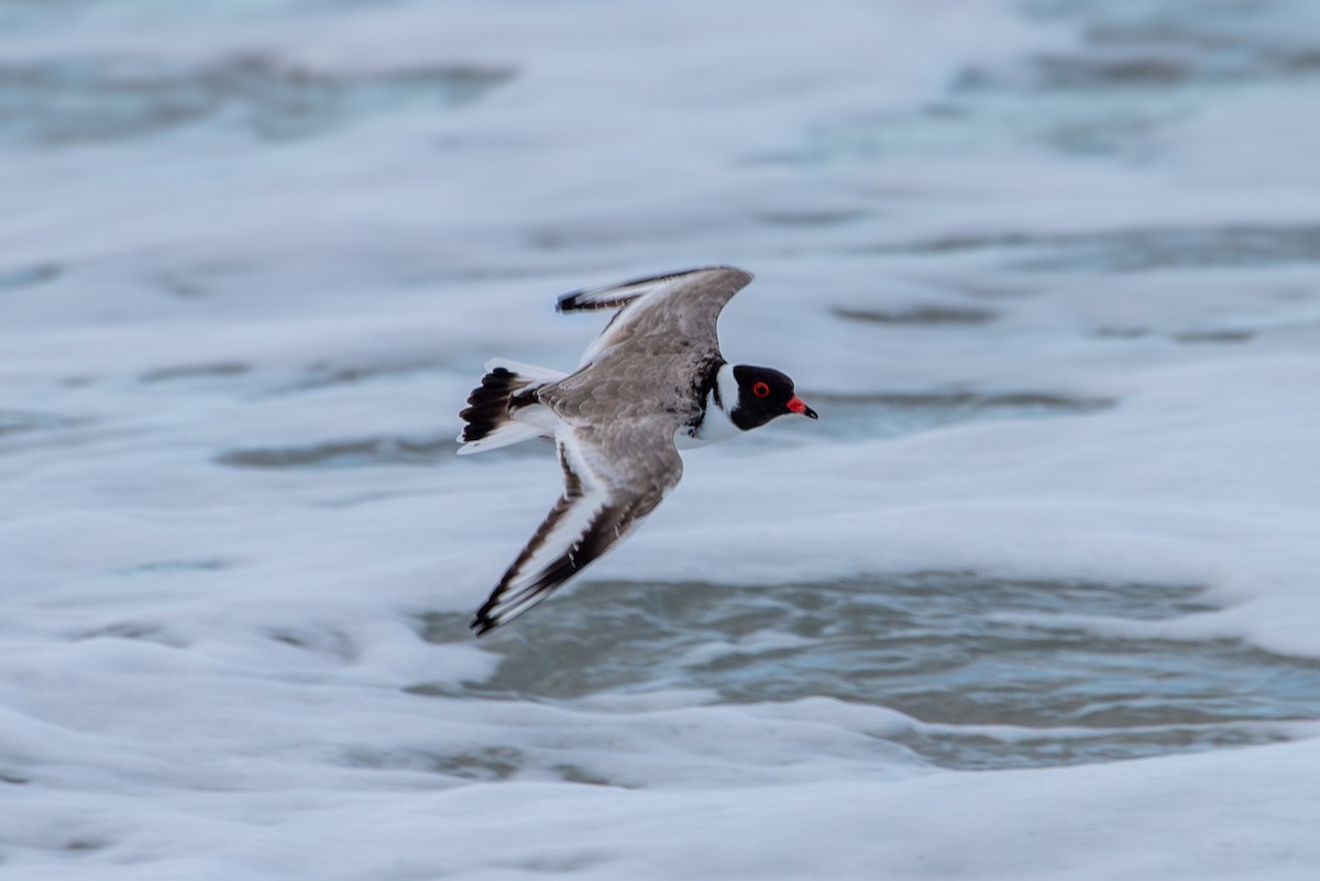 Hooded Plover - ML620518531