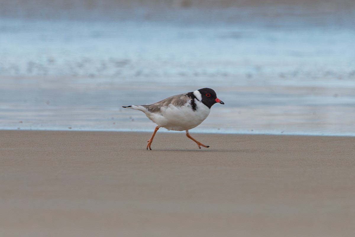 Hooded Plover - ML620518532