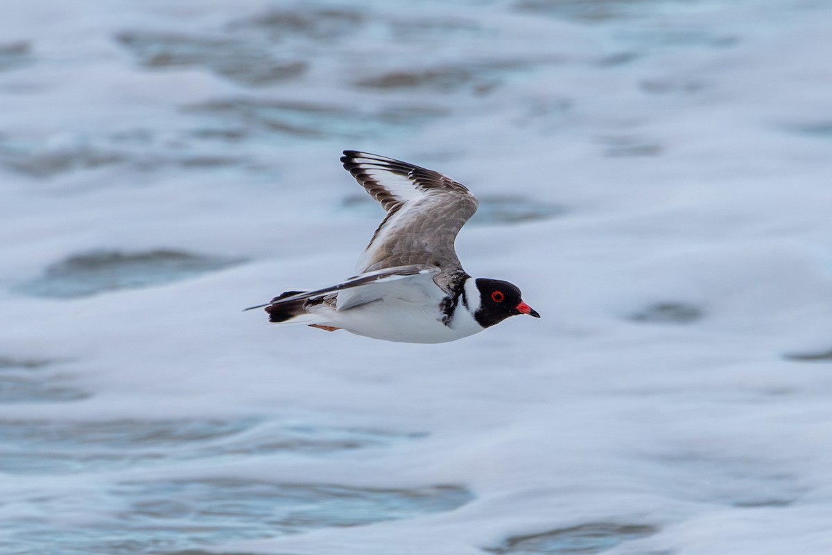 Hooded Plover - ML620518534