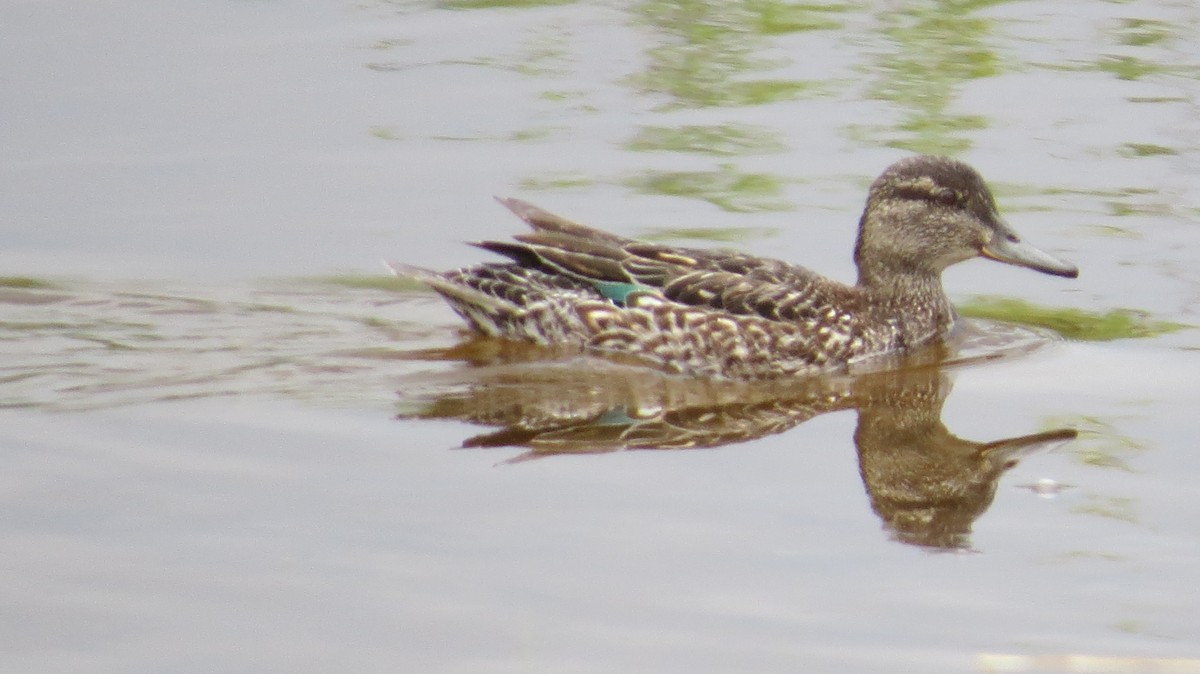 Green-winged Teal - ML620518536