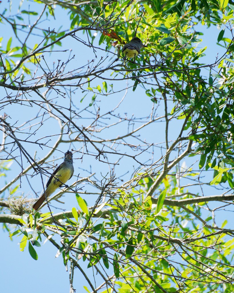 Great Crested Flycatcher - ML620518537