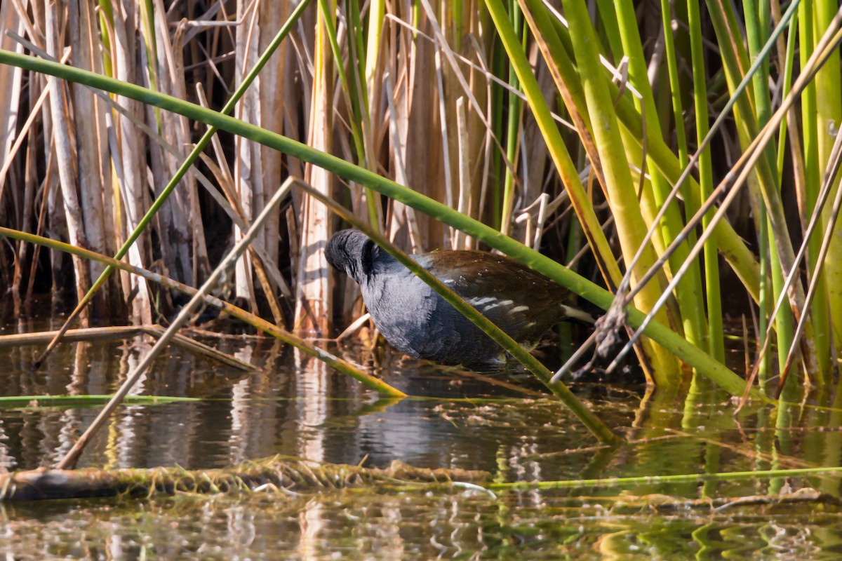 Gallinule d'Amérique - ML620518541