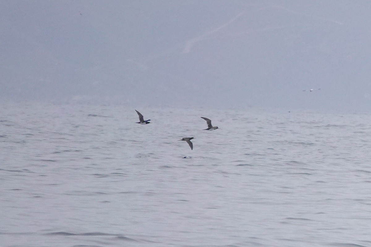 Brown Booby - ML620518542