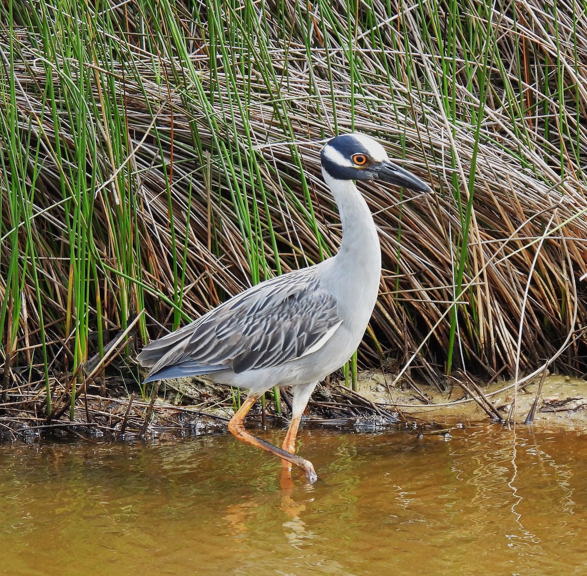 Yellow-crowned Night Heron - Rick Bennett