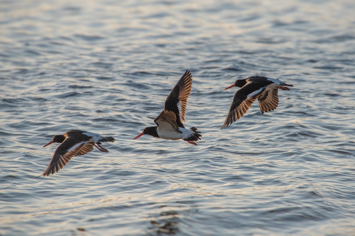 Pied Oystercatcher - ML620518548