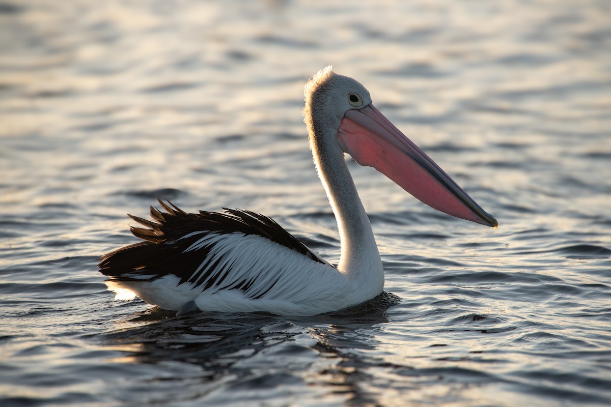 Australian Pelican - ML620518549