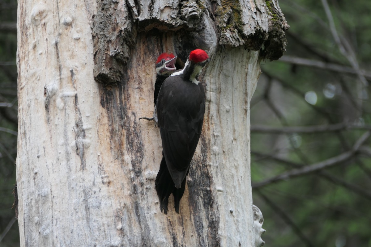 Pileated Woodpecker - ML620518551