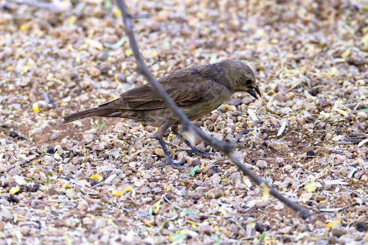 Brown-headed Cowbird - ML620518556