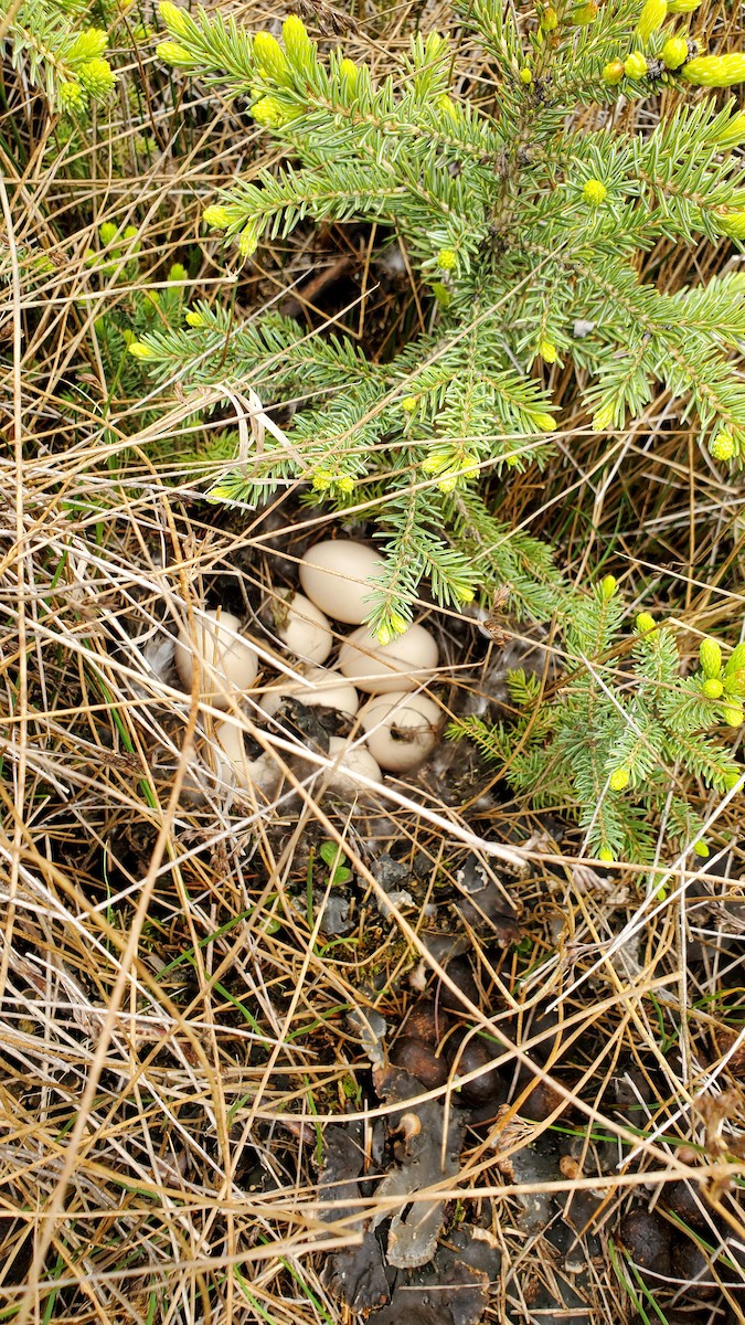 čírka obecná - ML620518558