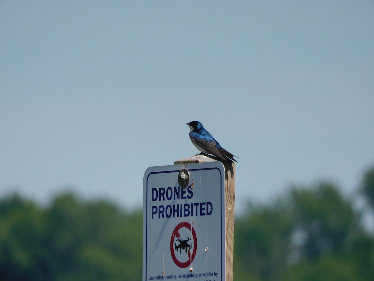 Tree Swallow - ML620518561