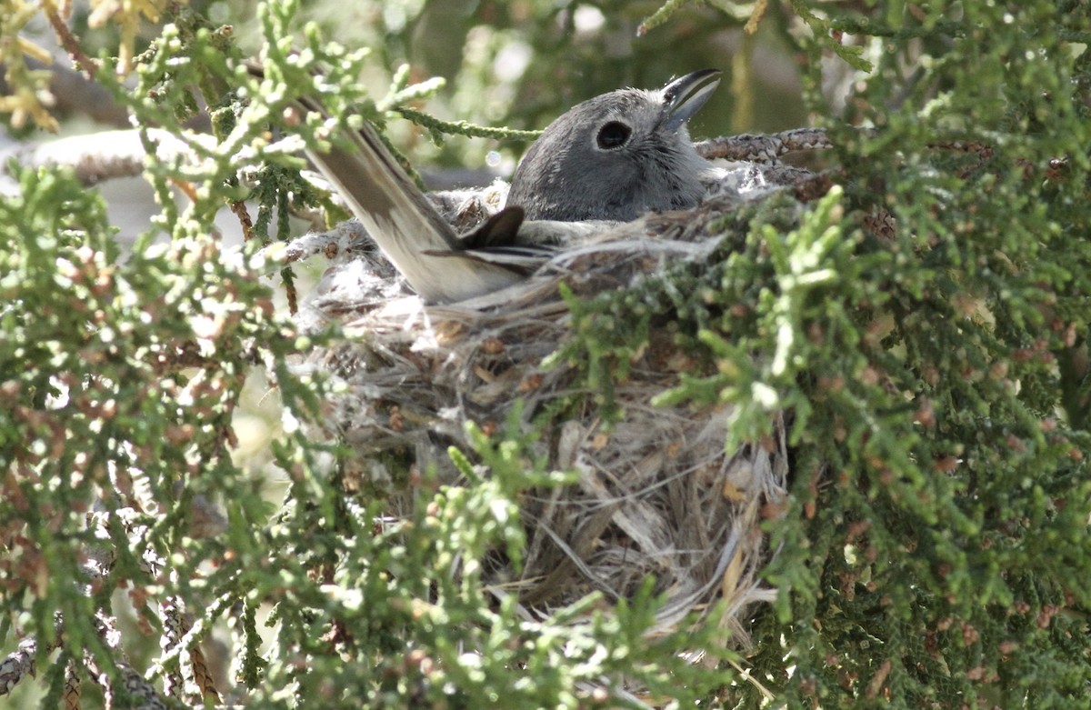 Gray Vireo - Andrew Theus