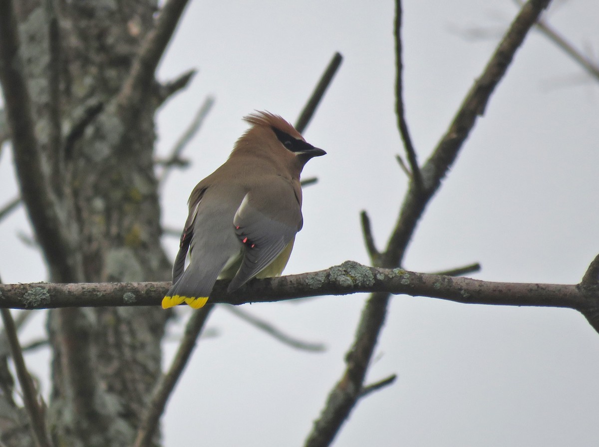 Cedar Waxwing - ML620518574