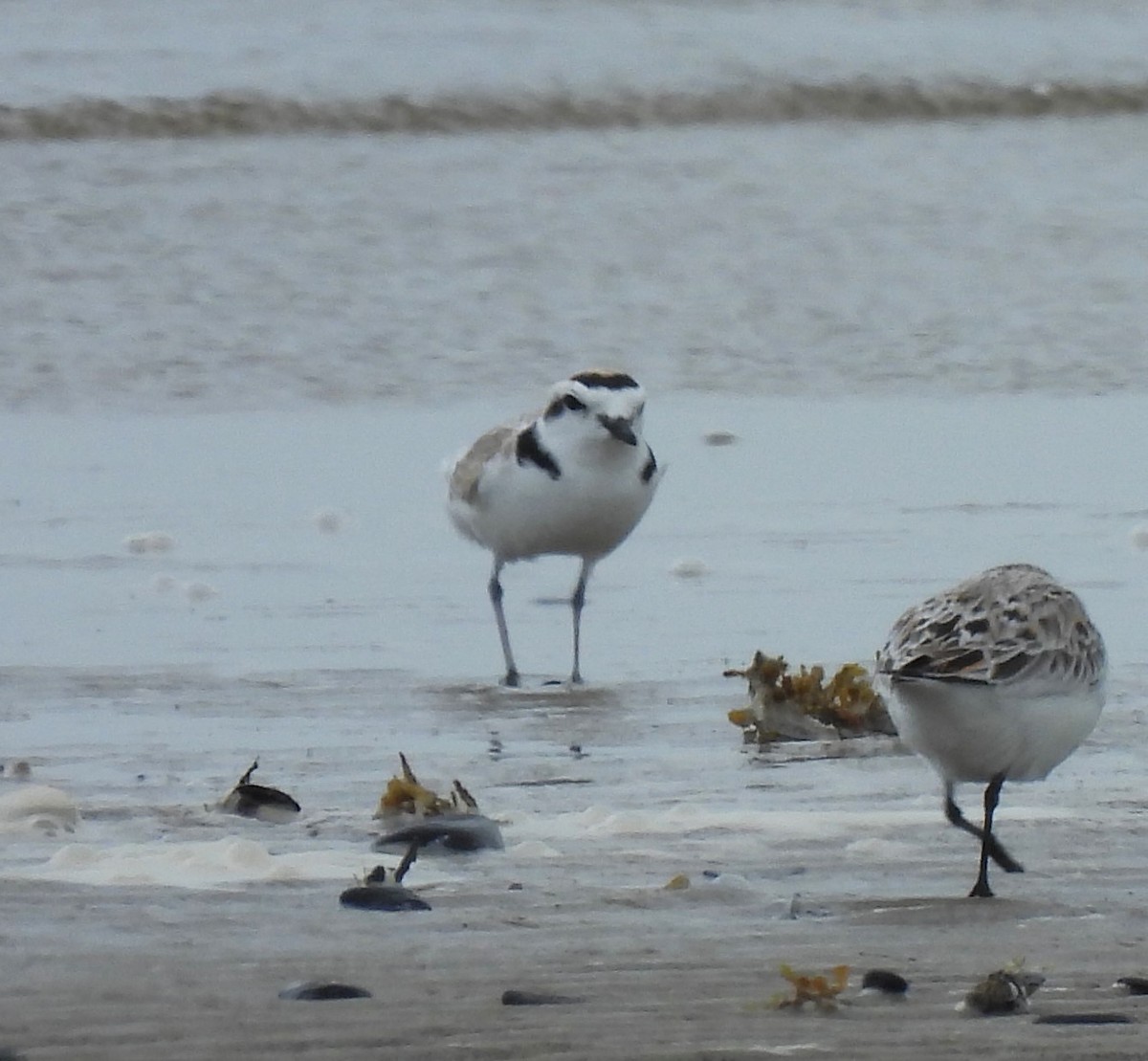 Piping Plover - ML620518575