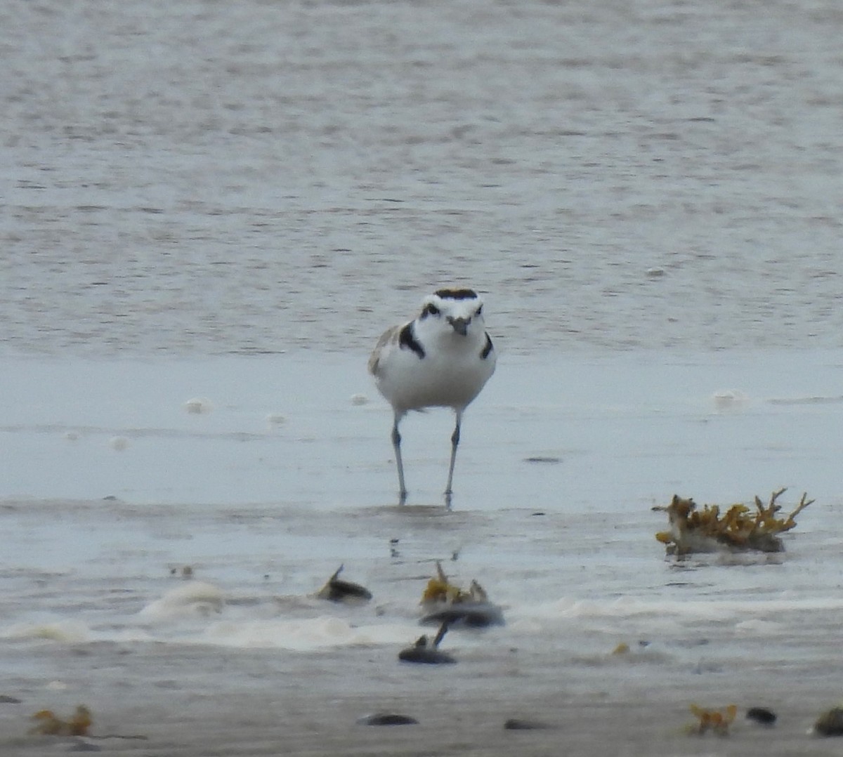 Piping Plover - ML620518576